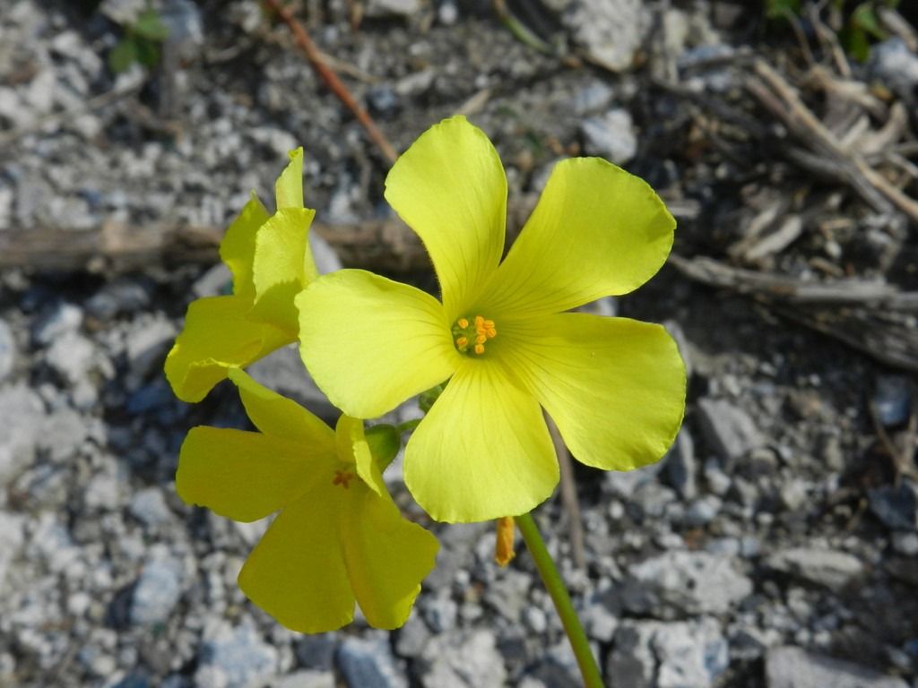 Oxalis pes-caprae  - Mirko Tomasi