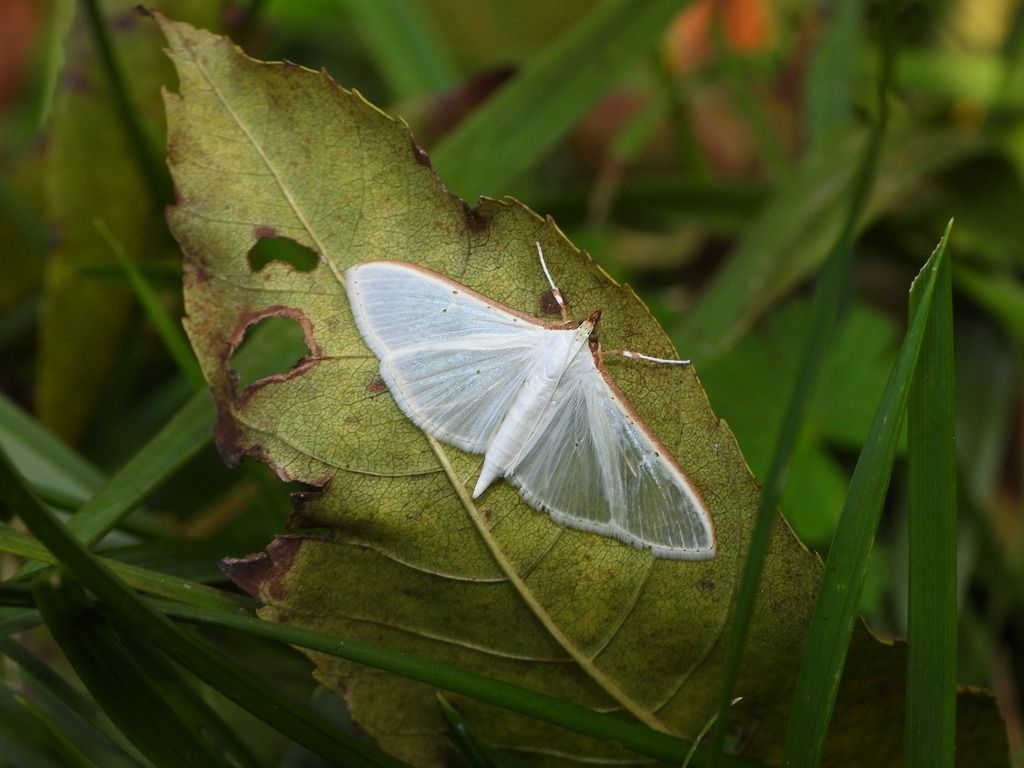 Palpita vitrealis  - Mirko Tomasi