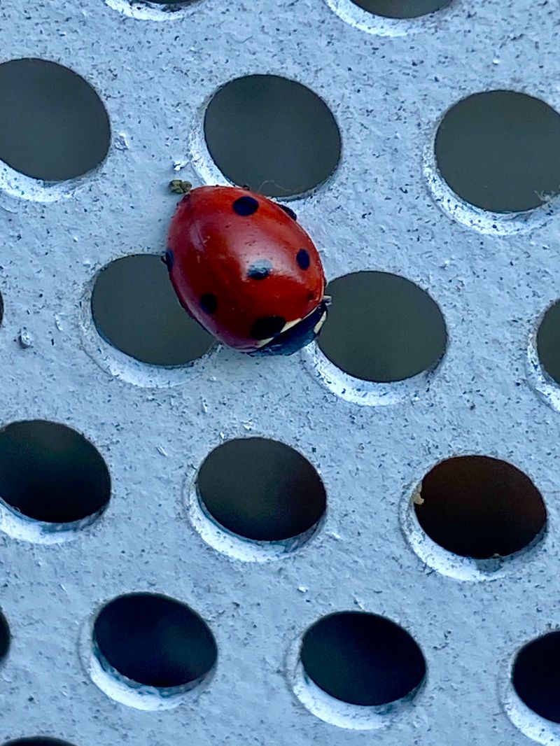 Coccinella septempunctata  - Maria Rita Gelso