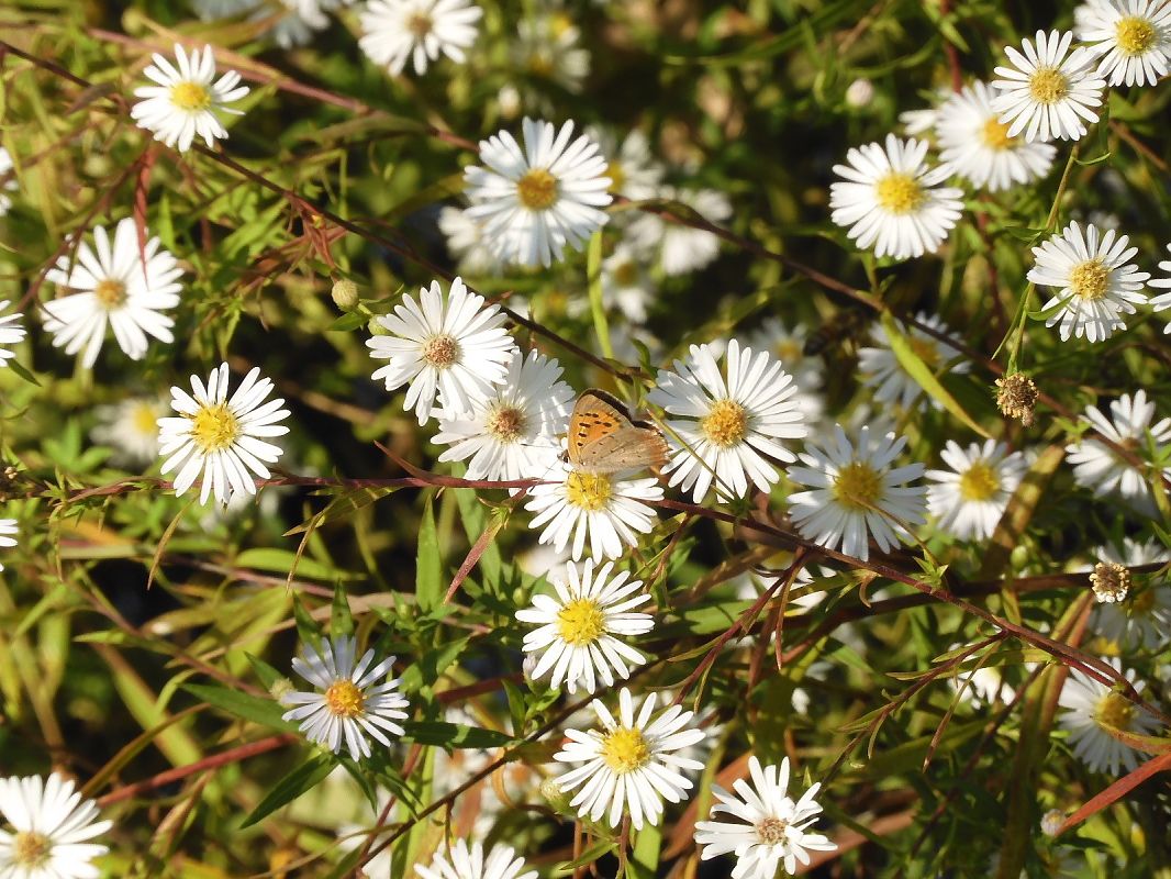 Lycaena phlaeas  - Maria Rita Gelso
