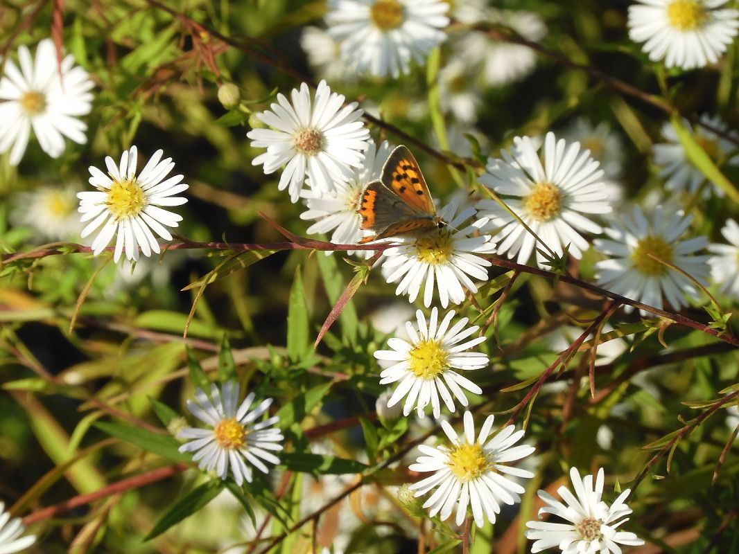 Lycaena phlaeas  - Maria Rita Gelso