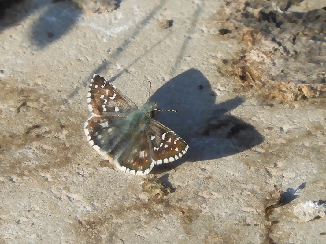 Pyrgus armoricanus  - Maria Rita Gelso
