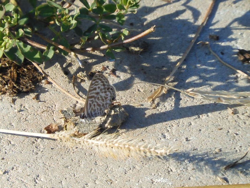 Leptotes pirithous  - Maria Rita Gelso