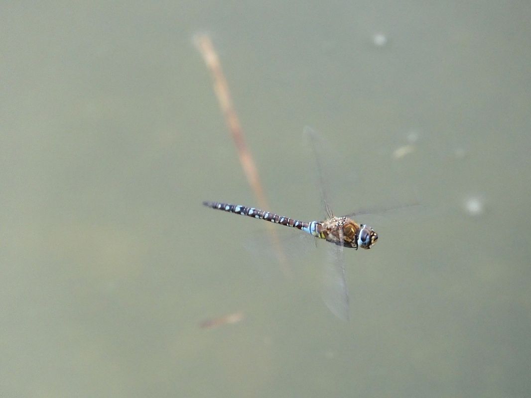 Aeshna mixta  - Maria Rita Gelso