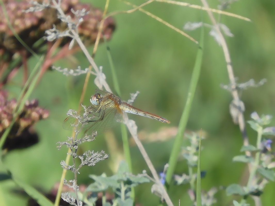 Sympetrum fonscolombei  - Maria Rita Gelso
