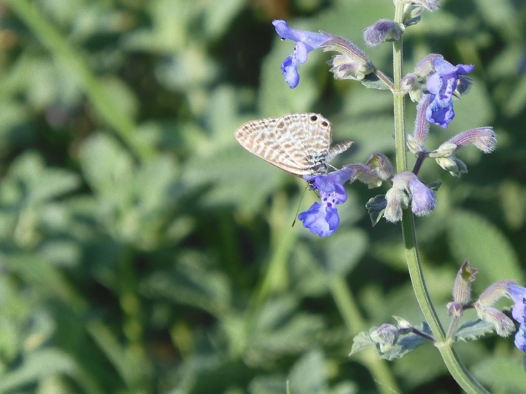 Leptotes pirithous  - Maria Rita Gelso