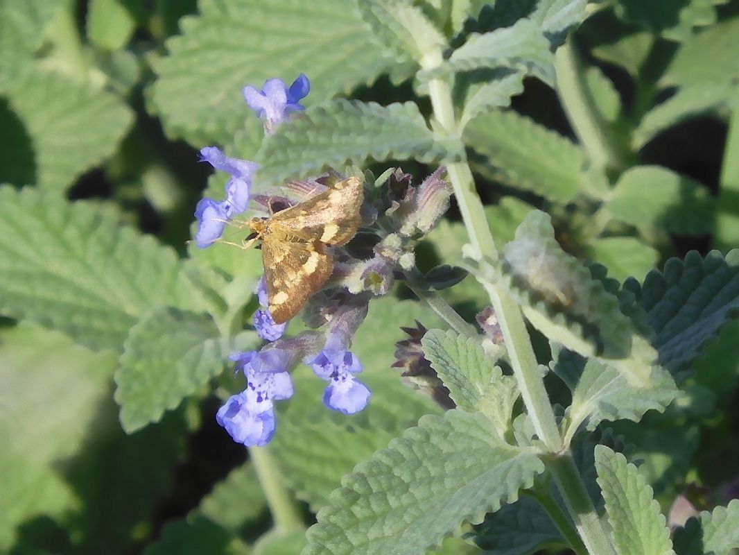 Pyrausta aurata  - Maria Rita Gelso