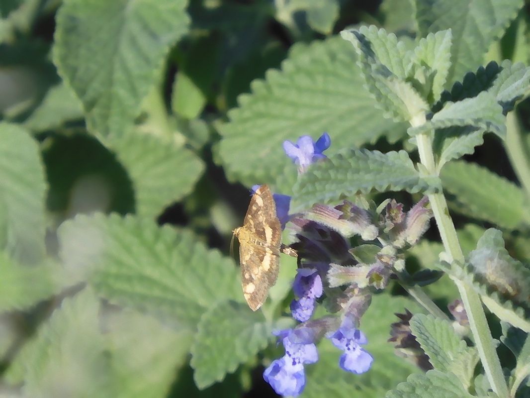 Pyrausta aurata  - Maria Rita Gelso