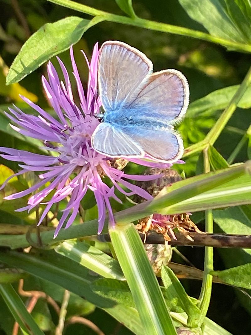 Polyommatus icarius # *  - Maria Rita Gelso