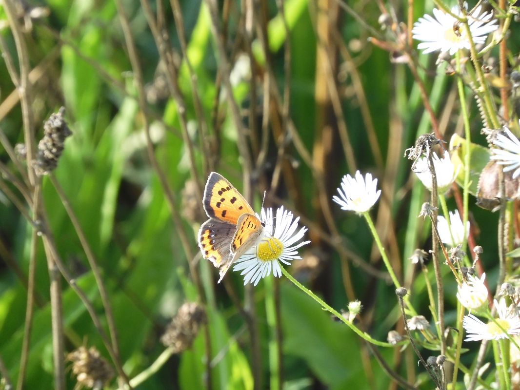 Lycaena phlaeas  - Maria Rita Gelso