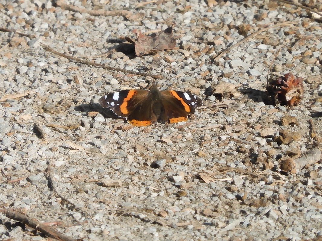 Vanessa atalanta  - Maria Rita Gelso