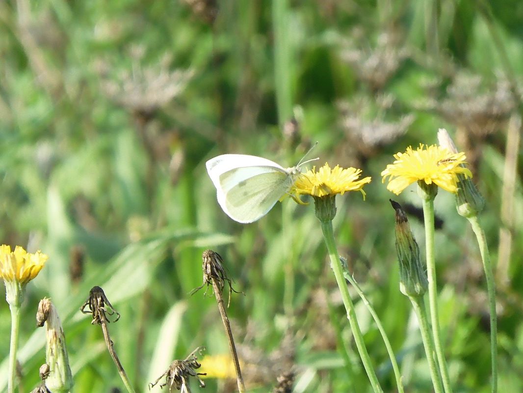 Pieris rapae  - Maria Rita Gelso