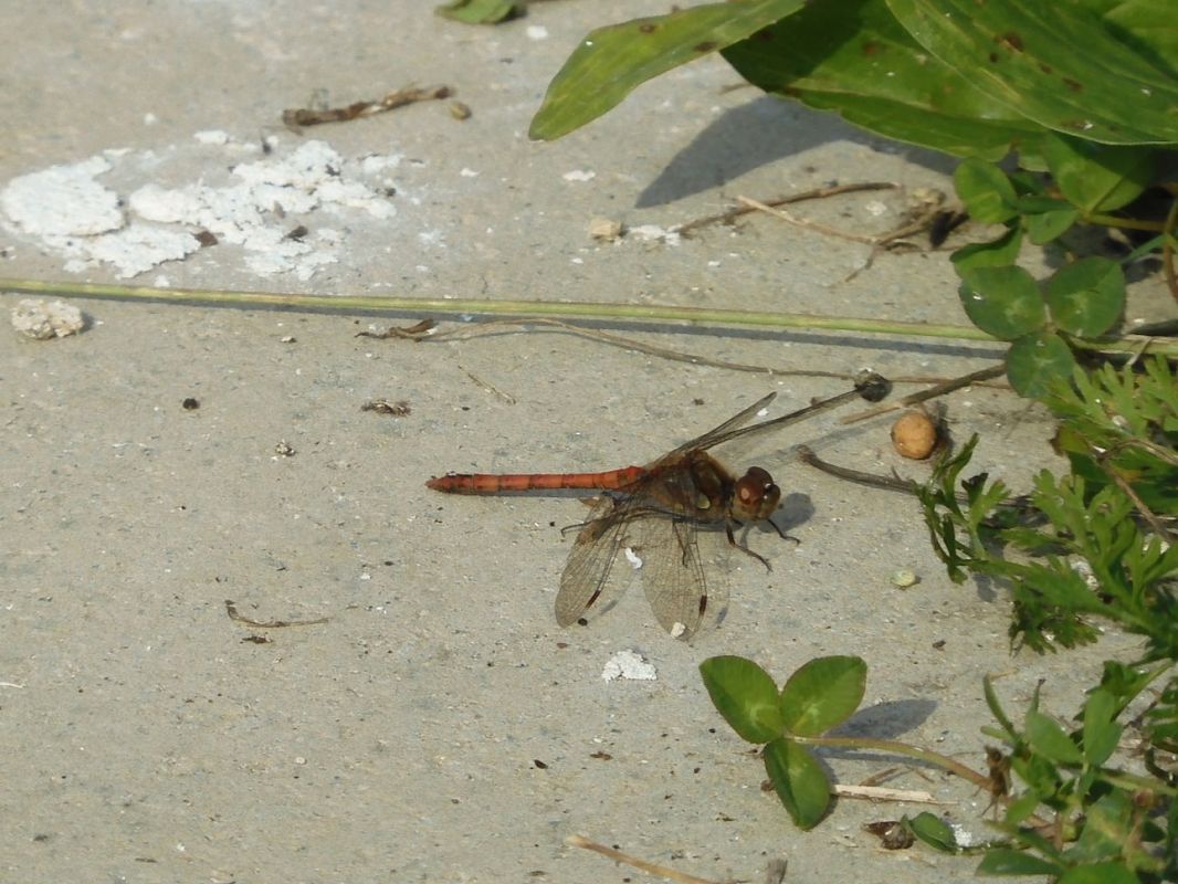 Sympetrum striolatum  - Maria Rita Gelso