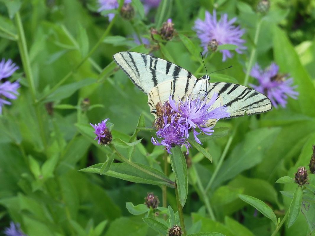 Iphiclides podalirius  - Maria Rita Gelso