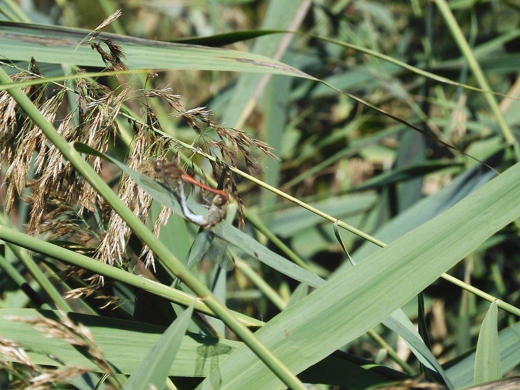 Sympetrum striolatum  - Maria Rita Gelso