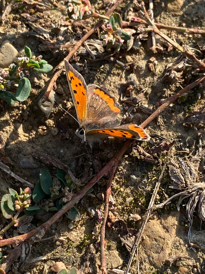 Lycaena phlaeas  - Maria Rita Gelso