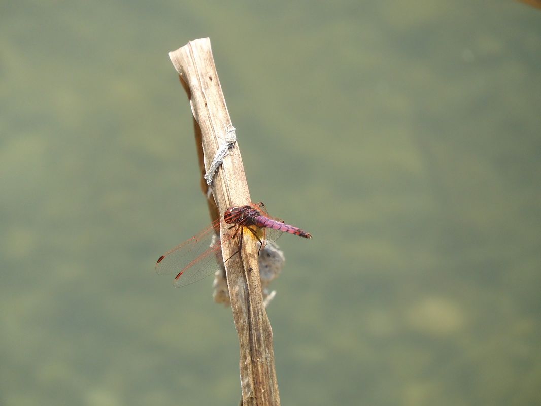 Trithemis annulata  - Maria Rita Gelso