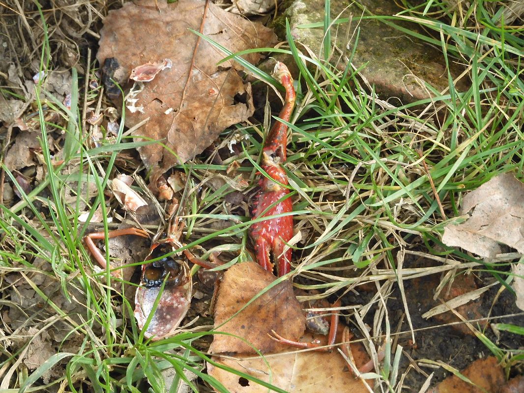Gambero rosso della Louisiana  - Maria Rita Gelso