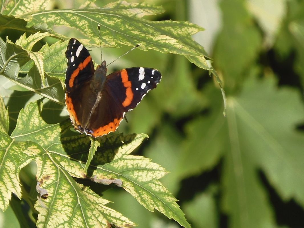 Vanessa atalanta  - Maria Rita Gelso