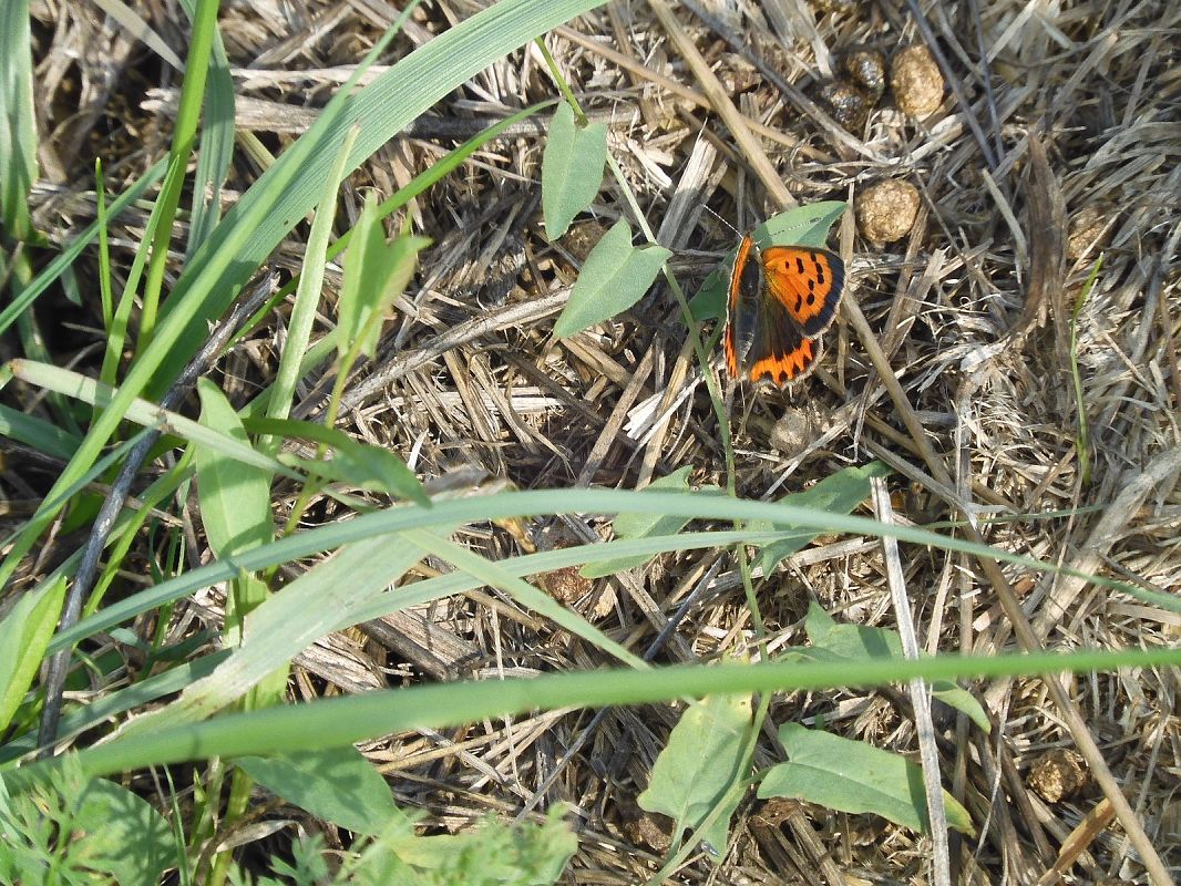 Lycaena phlaeas  - Maria Rita Gelso