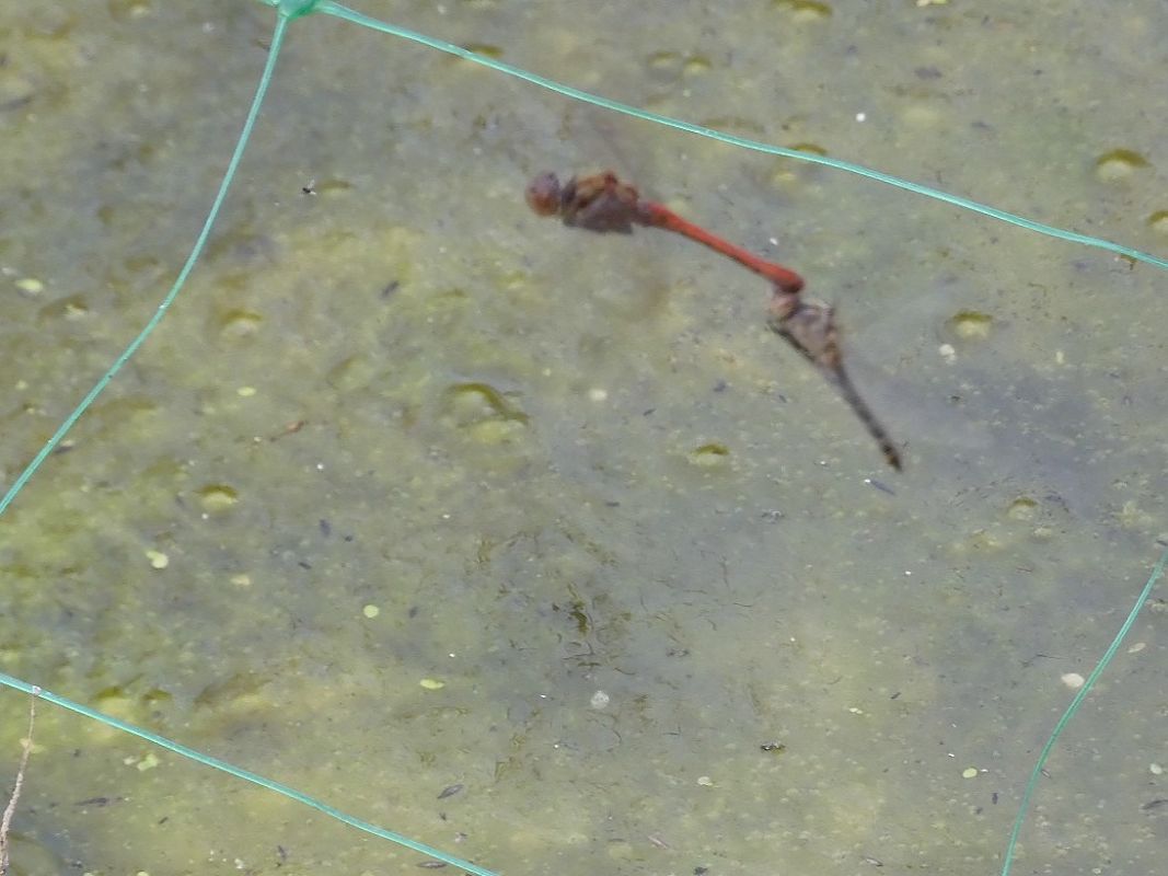 Sympetrum striolatum  - Maria Rita Gelso