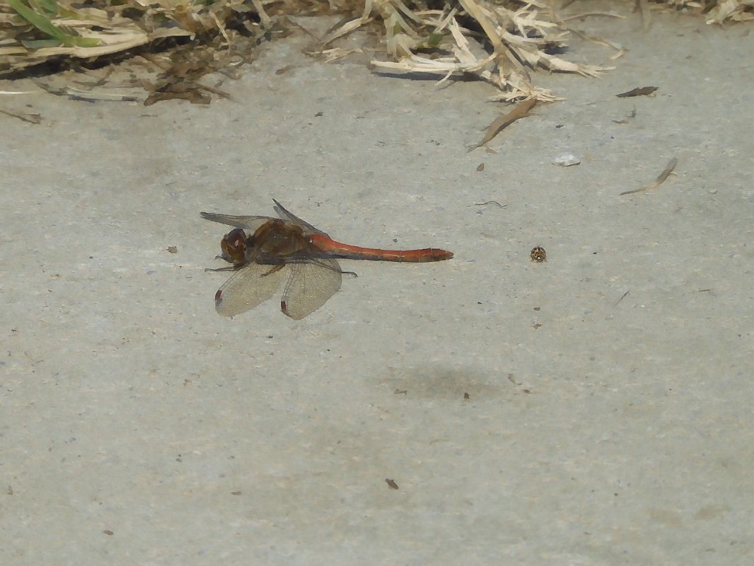 Sympetrum striolatum  - Maria Rita Gelso