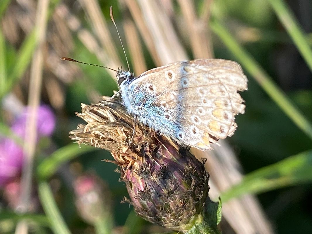 Polyommatus icarius # *  - Maria Rita Gelso