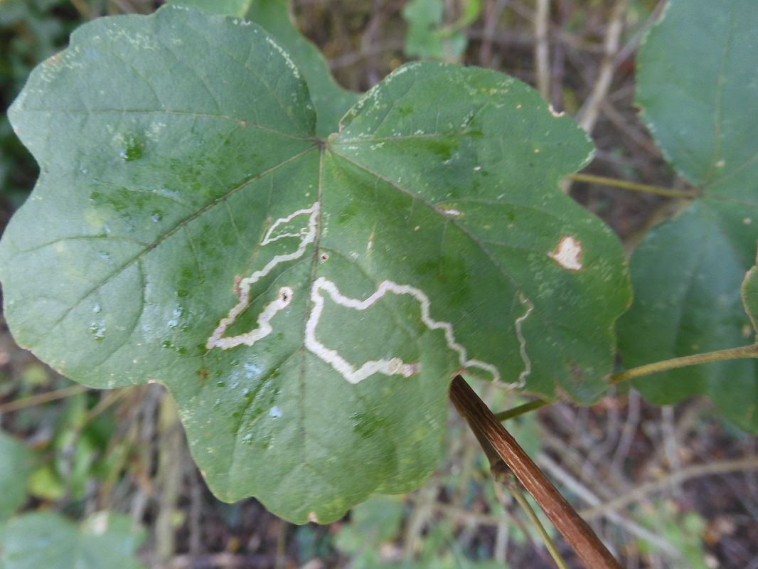 Stigmella aceris  - Maria Rita Gelso