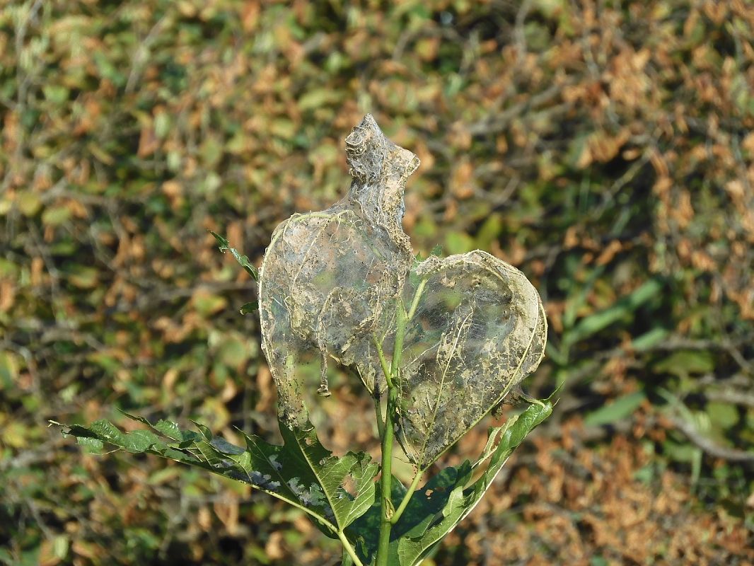 Hyphantria cunea  - Maria Rita Gelso