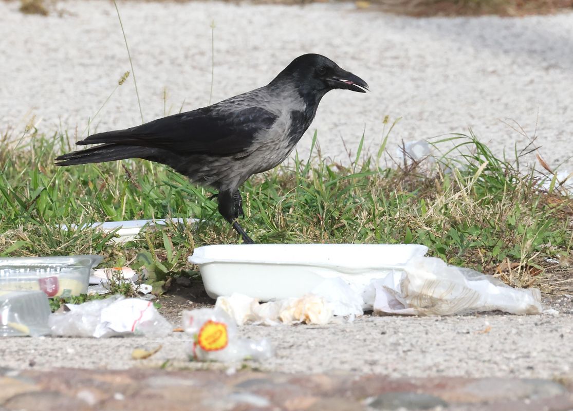 Ibrido Cornacchia nera x grigia  - Horand Maier