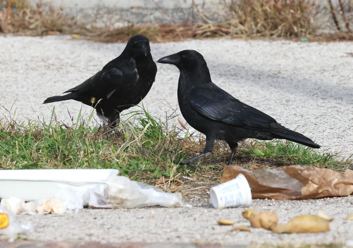 Cornacchia nera  - Horand Maier