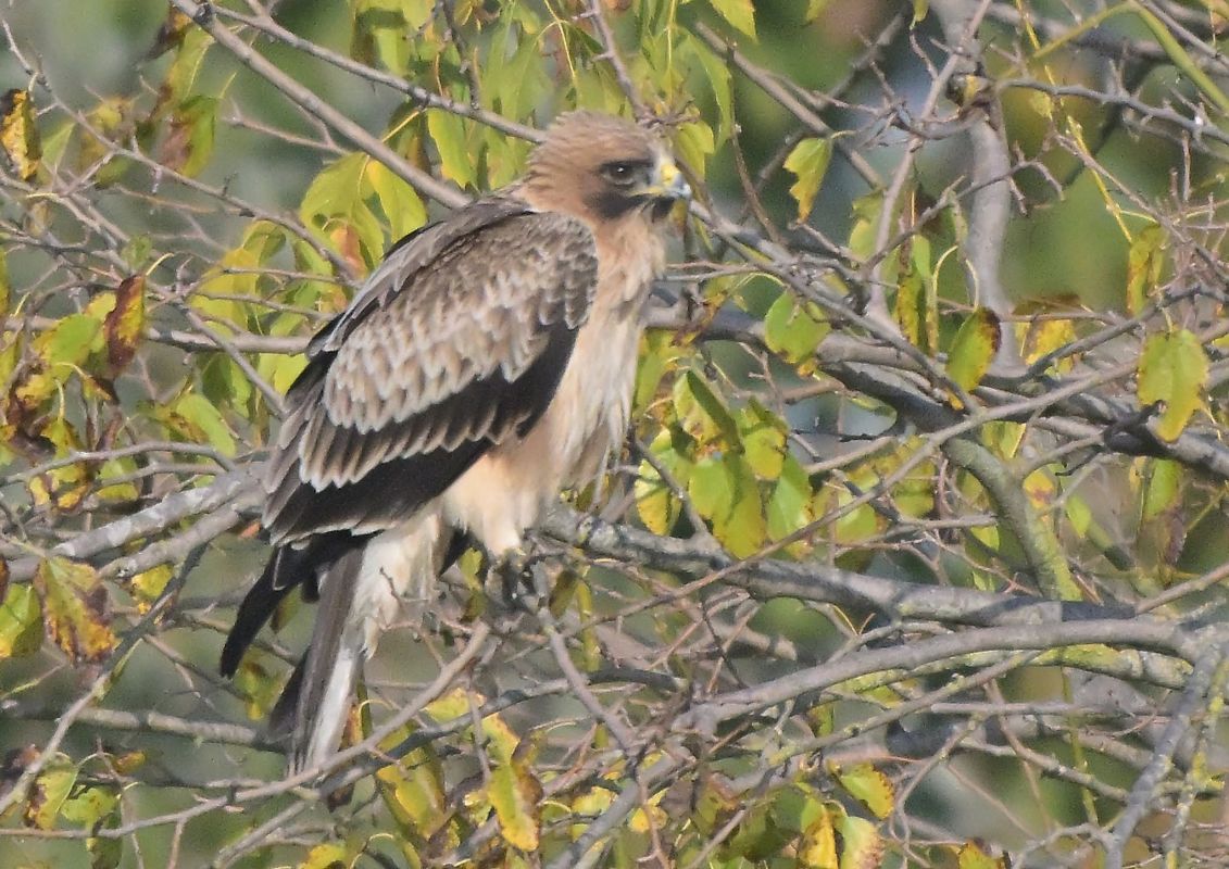 Aquila minore  - Anonimo
