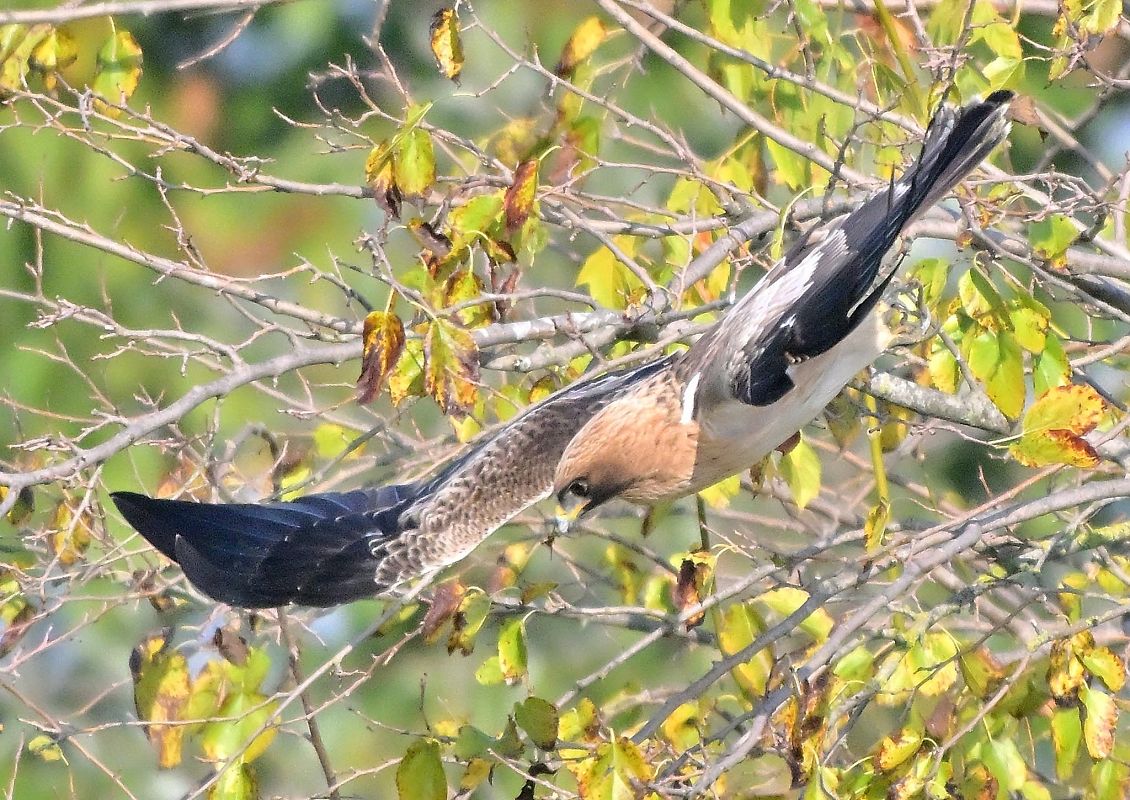 Aquila minore  - Anonimo