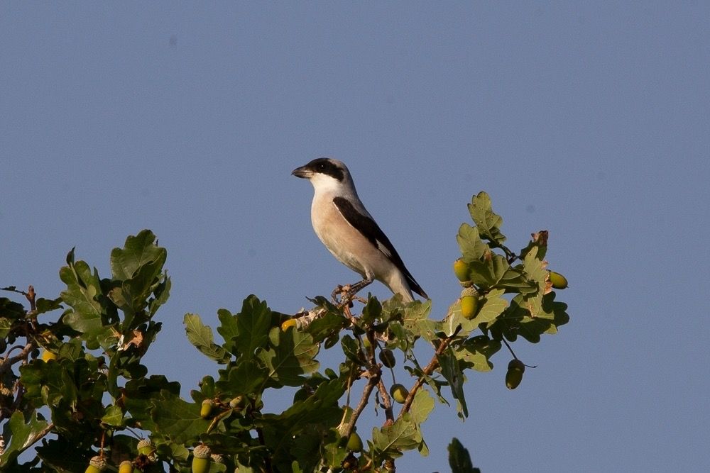 Averla cenerina  - Anonimo