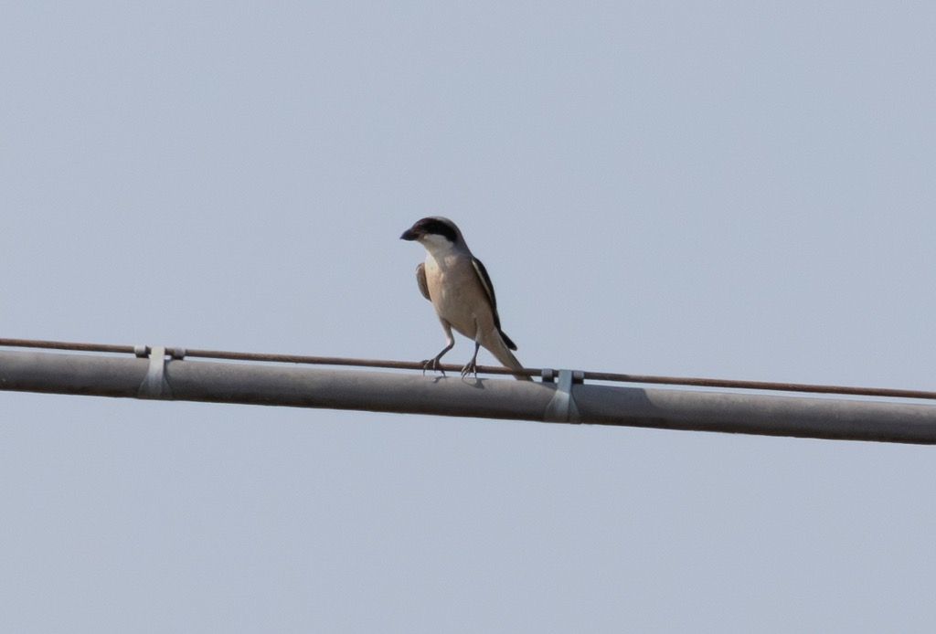 Averla cenerina  - Anonimo