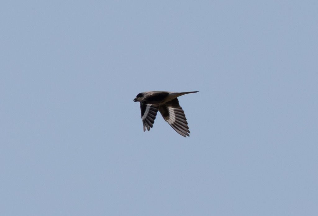 Averla cenerina  - Anonimo