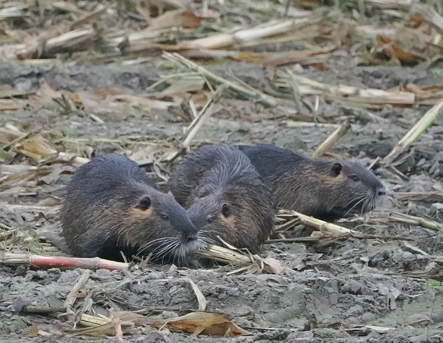 Nutria  - Marco Esposito
