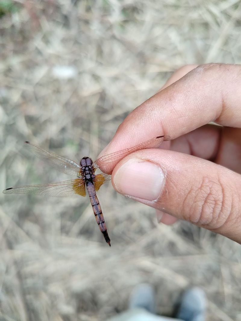 Trithemis annulata  - Anonimo