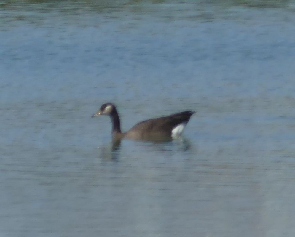 Ibrido di Oca indet . (Anser sp. o Branta sp.)  - Paolo Utmar (FVG)