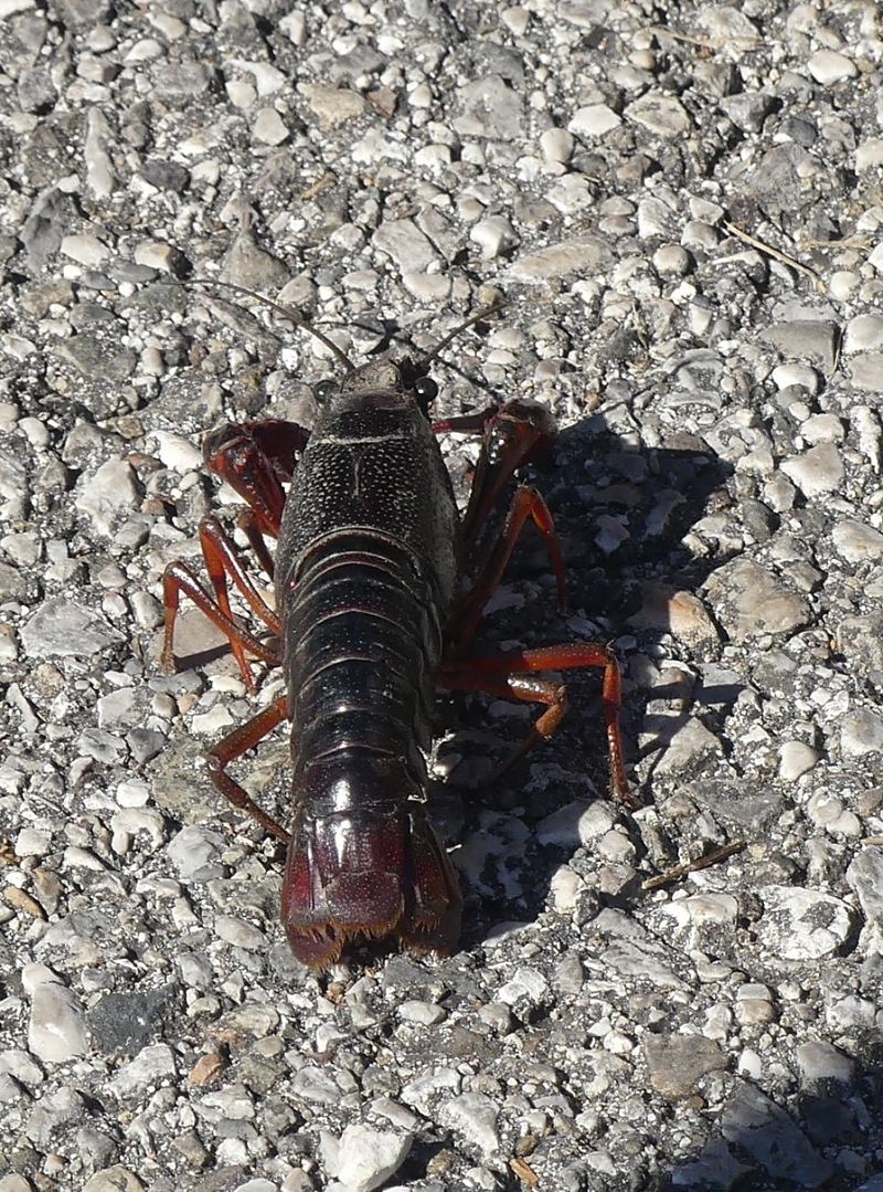 Gambero rosso della Louisiana  - Paolo Utmar (FVG)