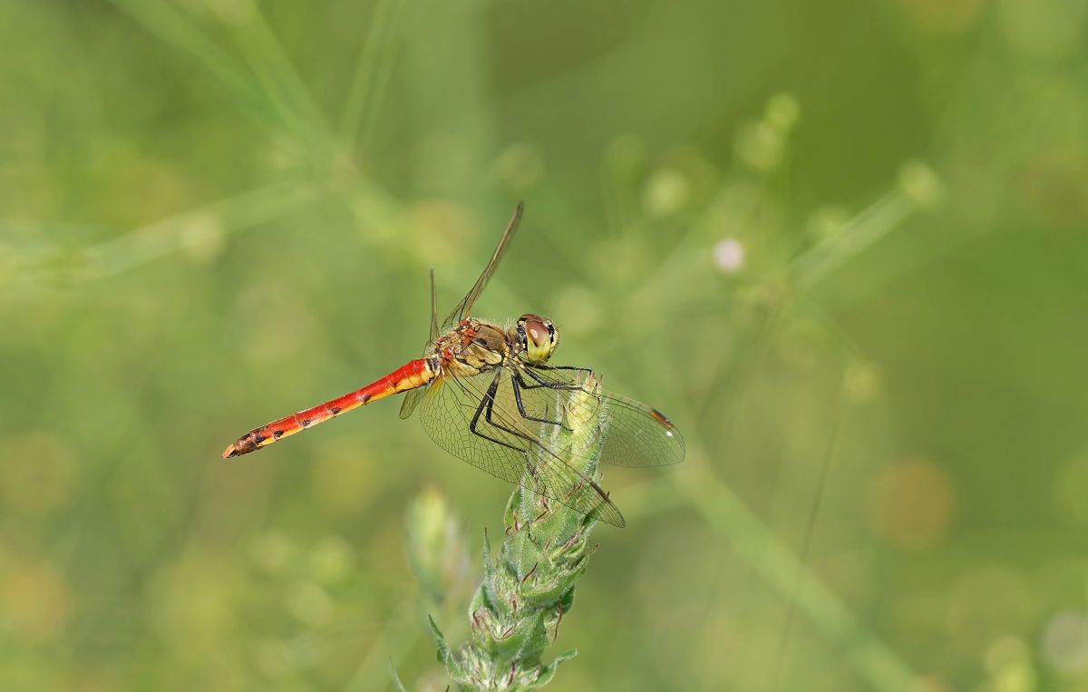 Sympetrum depressiusculum  - Nadia Barp