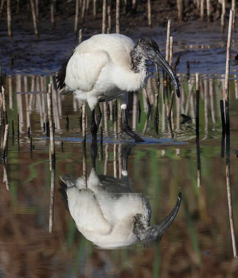 Ibis sacro  - Filippo Ferraioli