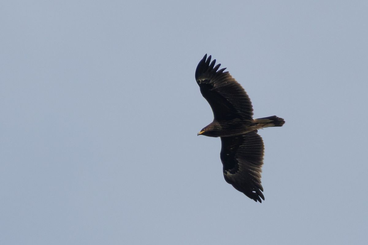 Aquila anatraia maggiore  - Lorenzo Dalla Libera