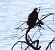 Falco pescatore (Pandion haliaetus) © Werner Geiger