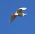 Airone guardabuoi (Ardea ibis) © Werner Geiger
