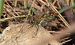Sympetrum depressiusculum  - Lorenza Piretta