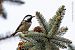 Cincia mora (Periparus ater) © Fabrizio Florit (FVG)