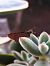 Hesperiidae sp. © Giovanni Gambale