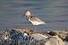 Piovanello pancianera (Calidris alpina) © Giuseppe Colombo