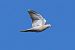 Tortora dal collare (Streptopelia decaocto) © Giuseppe Colombo
